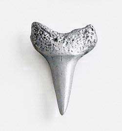 Shark's Tooth