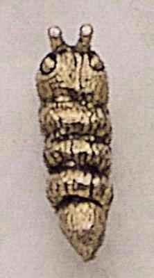 Caterpillar