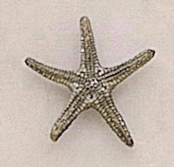 Starfish with Underbelly Up